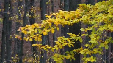 Sonbahar kayın yaprakları rüzgarda savruluyor