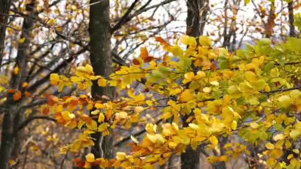 Herbst Buchenblätter Wind — Stockvideo