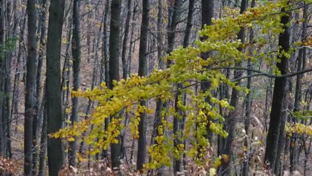 Hojas Haya Otoño Viento — Vídeo de stock