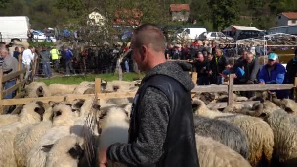 庆祝牛展会上的人们2019年9月29日波斯尼亚和黑塞哥维那出售羊 — 图库视频影像