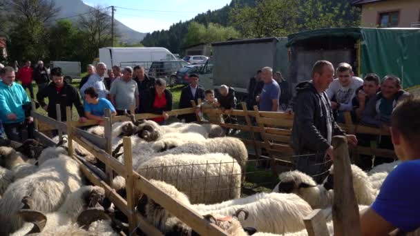 People Celebration Bovini Fiera Turbe Bosnia Erzegovina Settembre 2019 Vendita — Video Stock