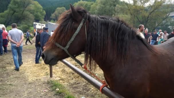 2019年9月29日在波斯尼亚和黑塞哥维那举行的牛展会上出售马匹的马匹 — 图库视频影像