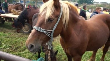 Bosna-Hersek 'te 29 Eylül 2019' da atları satan Atlar Festivalinde Sığır Fuarı Turpu