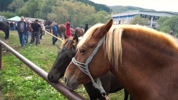 Caballos Celebración Feria Del Ganado Turbe Bosnia Herzegovina Septiembre 2019 — Vídeos de Stock