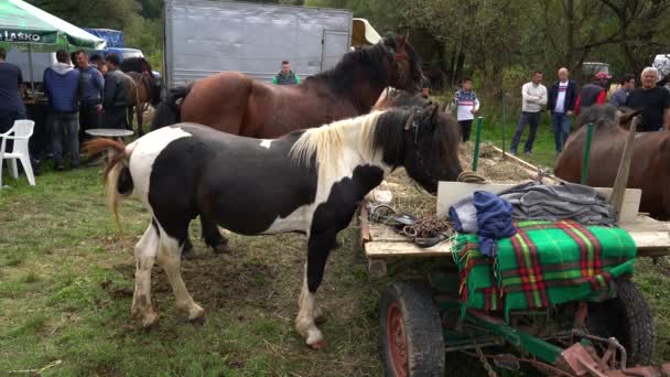 Άλογα Για Γιορτή Αγελάδων Fair Turbe Βοσνία Ερζεγοβίνη Σεπτεμβρίου 2019 — Αρχείο Βίντεο