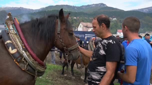 Paarden Viering Rundveebeurs Turbe Bosnië Herzegovina September 2019 Paarden Verkopen — Stockvideo