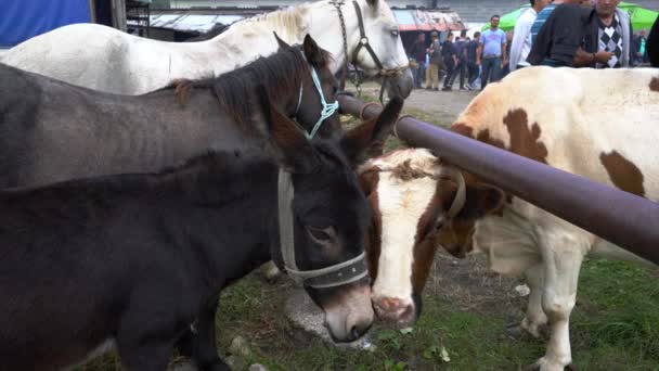 Donkey Cow Horses Celebration Feria Del Ganado Turbe Bih Septiembre — Vídeo de stock