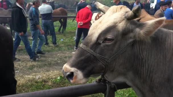 Vache Fête Bétail Turbe Bosnie Herzégovine Septembre 2019 Vente Vache — Video