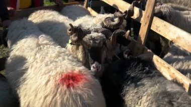 29 Eylül 2019 'da Bosna-Hersek' te Sığır Fuarı Turpu Koyunlarında Koyun Satılıyor