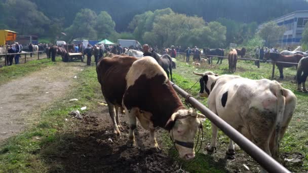 Krowy Targach Bydła Turbe Bośnia Hercegowina Września 2019 Sprzedające Krowy — Wideo stockowe