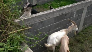 29 Eylül 2019 'da Bosna-Hersek' te Sığır Fuarı Turpu 'nda Keçiler Keçi Satıyorlar