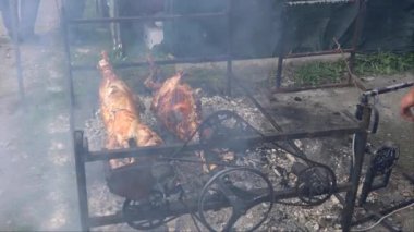 Kızarmış kuzular tükürüyor Sığır Festivali kutlanıyor