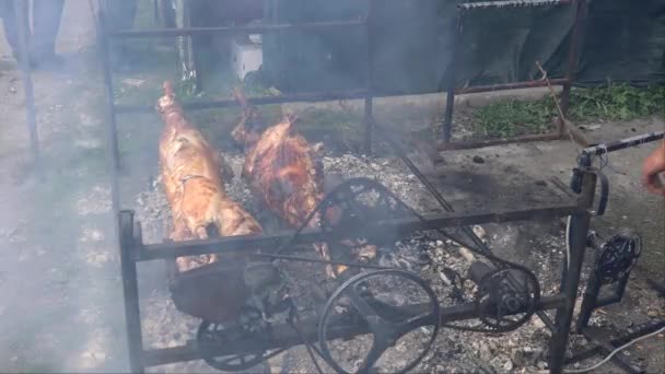 Kızarmış Kuzular Tükürüyor Sığır Festivali Kutlanıyor — Stok video