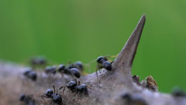 蚂蚁忙着走在干枯的黑莓树旁 — 图库视频影像