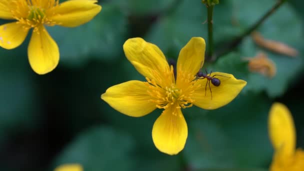 Fourmi sur fleur de Kingcup ou souci du marais 