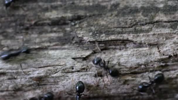 Ants Busily Recessed Tree — Stock Video