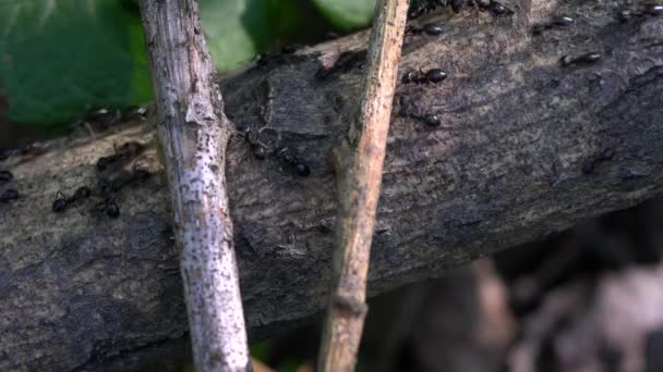 Ameisen Ziehen Emsig Dünnen Baum Vorbei — Stockvideo