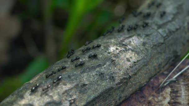 Ameisen Ziehen Emsig Dünnen Baum Vorbei — Stockvideo