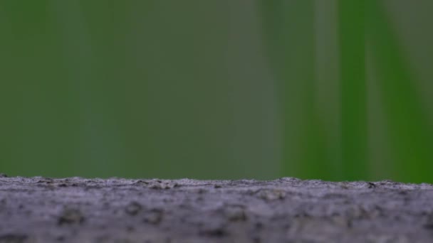 Ameisen Ziehen Emsig Dünnen Baum Vorbei — Stockvideo