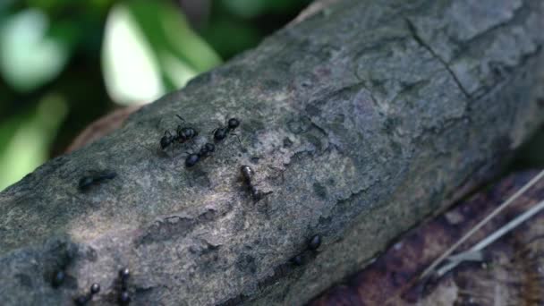 Ants Busily Thin Tree — ストック動画