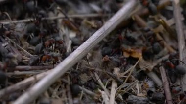 Karıncalar toplu karınca yuvası inşa eder