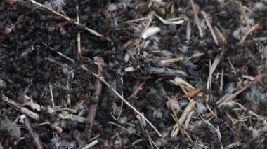 Karıncalar toplu karınca yuvası inşa eder