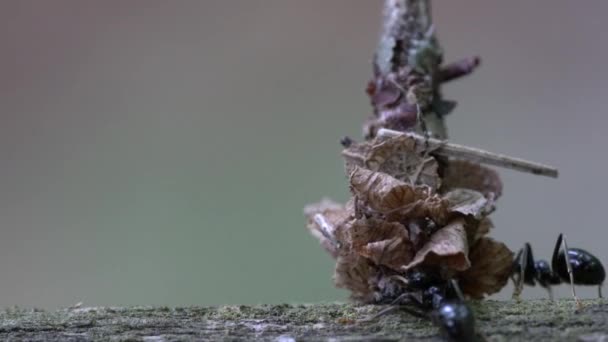 蚂蚁攻击隐藏在树叶中的昆虫 — 图库视频影像