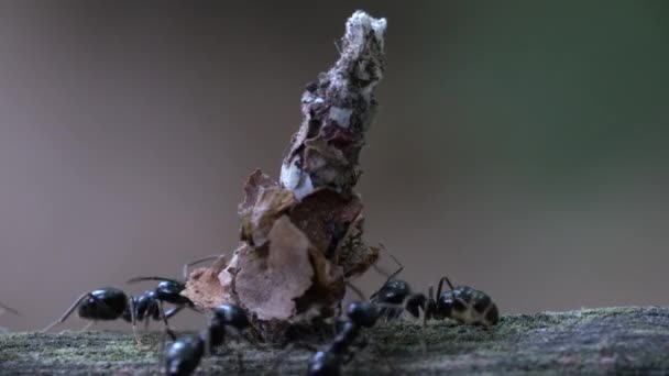 Mieren Vallen Insecten Aan Die Verborgen Zijn Wigwam Van Bladeren — Stockvideo