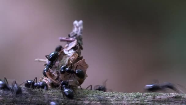 Las Hormigas Atacan Los Insectos Que Esconden Ondulación Las Hojas — Vídeos de Stock