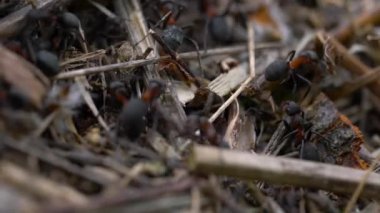 Karıncalar toplu karınca yuvası inşa eder