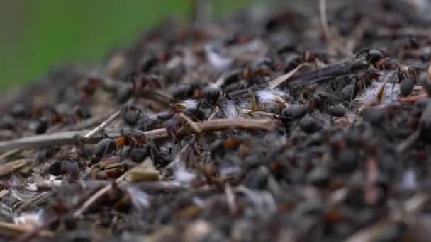 Ameisen Bauen Gemeinsam Ameisenhaufen — Stockvideo