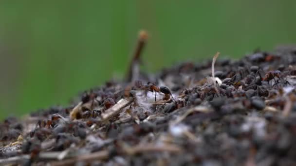 Hormigas Colectiva Construir Hormiguero — Vídeos de Stock