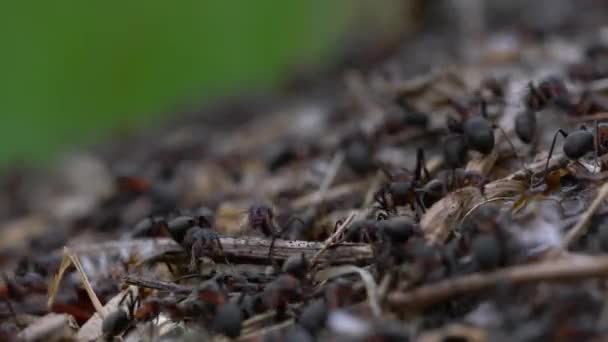 Karıncalar Toplu Karınca Yuvası Inşa Eder — Stok video