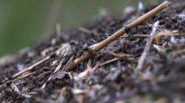 Karıncalar toplu karınca yuvası inşa eder