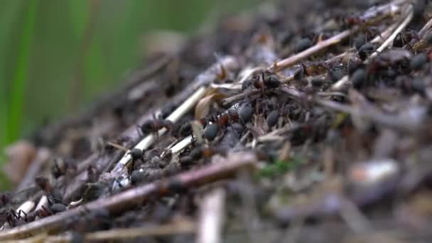 Myror Kollektivt Bygga Myrstacken — Stockvideo