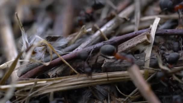 Myror Kollektivt Bygga Myrstacken — Stockvideo