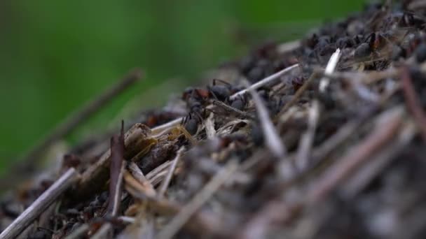 Ameisen Bauen Gemeinsam Ameisenhaufen — Stockvideo