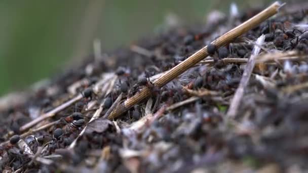 Ameisen Bauen Gemeinsam Ameisenhaufen — Stockvideo
