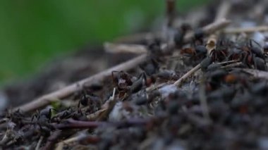 Karıncalar toplu karınca yuvası inşa eder