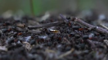 Karıncalar toplu karınca yuvası inşa eder