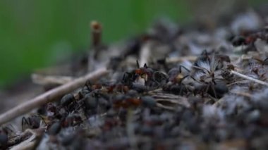 Karıncalar toplu karınca yuvası inşa eder