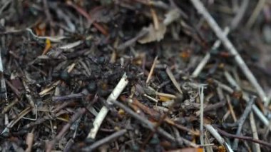 Karıncalar toplu karınca yuvası inşa eder