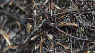 Karıncalar toplu karınca yuvası inşa eder