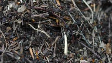 Karıncalar toplu karınca yuvası inşa eder