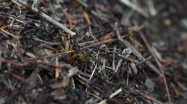 Karıncalar toplu karınca yuvası inşa eder