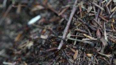 Karıncalar toplu karınca yuvası inşa eder