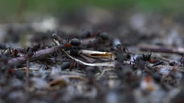 Ants Collective Build Anthill — ストック動画