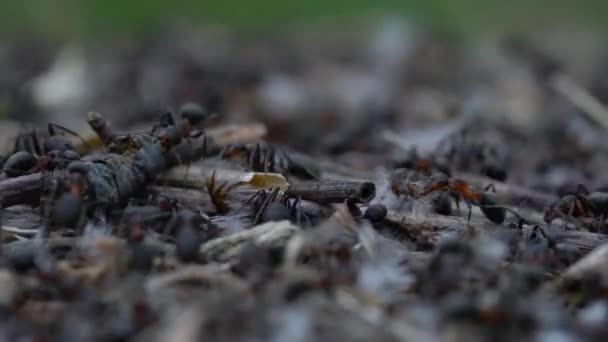 Ameisen Bauen Gemeinsam Ameisenhaufen — Stockvideo