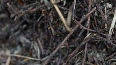 Karıncalar toplu karınca yuvası inşa eder 