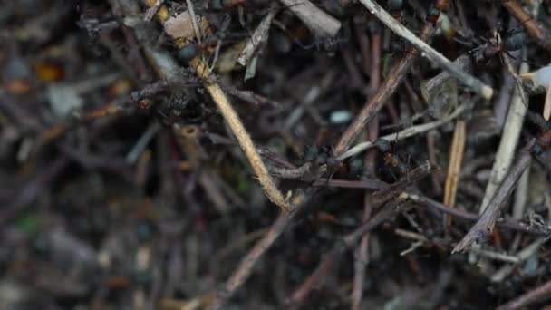 Karıncalar Toplu Karınca Yuvası Inşa Eder — Stok video